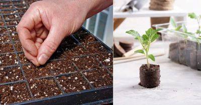 11 Common Seed Starting Mistakes Beginners Should Avoid - balconygardenweb.com