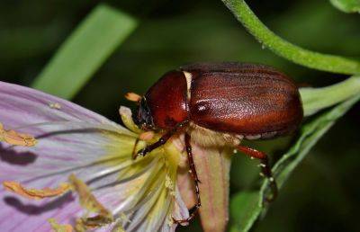 What Is A June Bug? Here’s What You Need To Know - southernliving.com - state Tennessee