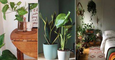 How to Grow Houseplants in a Room with Zero Light (Window-less Room Plants) - balconygardenweb.com
