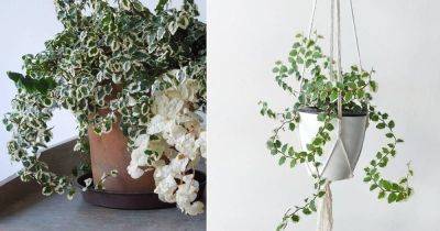 Creeping Fig Indoor Care | How to Grow Creeping Fig - balconygardenweb.com