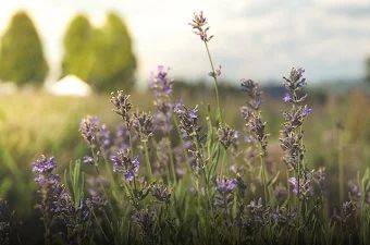 Overwintering Lavender | Quick Tips - balconygardenweb.com - state Idaho