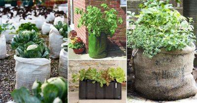 12 Vegetables You Can Grow EASILY in Grow Bags - balconygardenweb.com