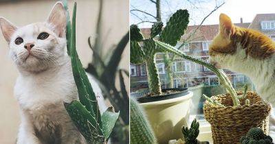 Are Succulents Poisonous to Cats+11 Succulents Safe for Cats - balconygardenweb.com