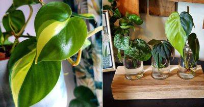 Growing Philodendron Brasil in Water | Philodendron Brasil Propagation - balconygardenweb.com