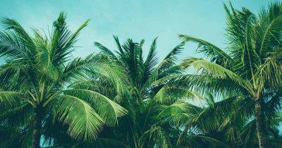 How to Grow and Care for Palm Trees - gardenerspath.com - Antarctica