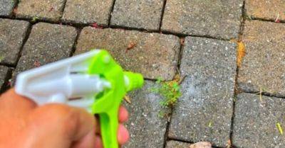 Simple Recipe for Homemade Weed Killer That Works - hometalk.com - county Garden