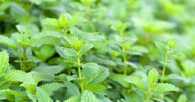 How to Control Lemon Balm and Keep It From Taking Over - gardenerspath.com - state California