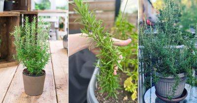 9 PRO Tips on How to Grow Fragrant Rosemary - balconygardenweb.com