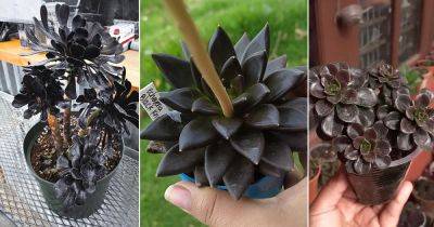 How to Keep Black Succulents "Blacker" With these Commercial Growers' Tips - balconygardenweb.com