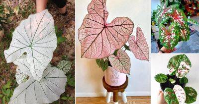 14 Most Beautiful Types of Big Leaf Caladium Varieties You Can Grow - balconygardenweb.com