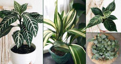 19 Indoor Plants with White Striped Leaves - balconygardenweb.com