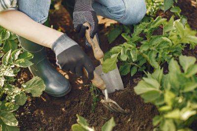 Organic gardening: how to improve soil health naturally - growingfamily.co.uk