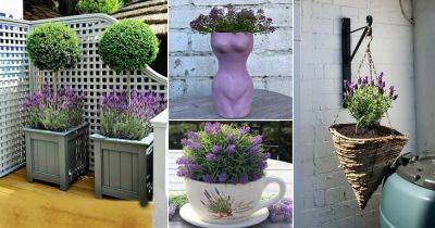 20 Best Planters with Lavender Ideas - balconygardenweb.com