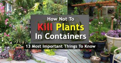 How Not To Kill Plants In Containers | 13 Most Important Things To Know - balconygardenweb.com