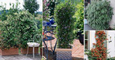 25 Best Evergreen Vines for Year-Round Interest - balconygardenweb.com - Britain