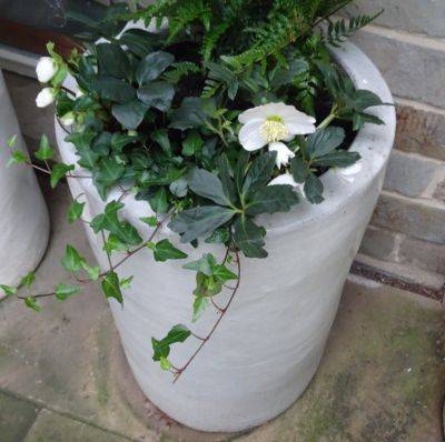 Look After Your Containers - gardenerstips.co.uk