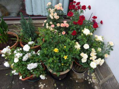Boost Your Patio Roses Now - gardenerstips.co.uk