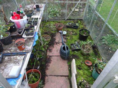 Readying the Greenhouse 2021 - gardenerstips.co.uk