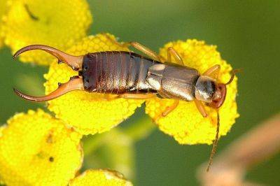 Earwig Time - gardenerstips.co.uk