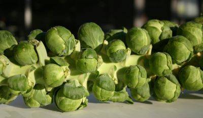 Brussels Sprout Commitment with TLC - gardenerstips.co.uk - city Brussels