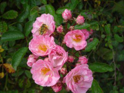 Patio Roses - gardenerstips.co.uk