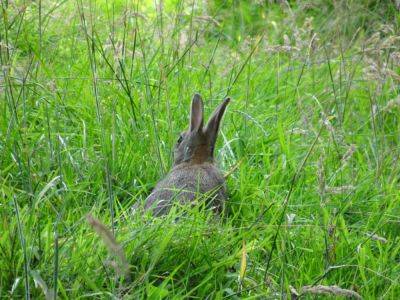 Rabbit Pests not Pets - gardenerstips.co.uk