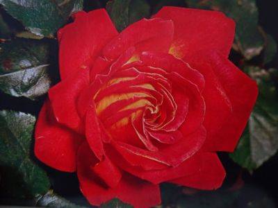 Hybrid Tea and the Family Tree - gardenerstips.co.uk