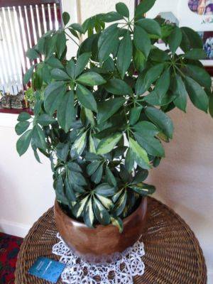 Schefflera Indoor Umbrellas - gardenerstips.co.uk