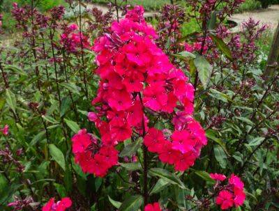 Blood Red Phlox - gardenerstips.co.uk