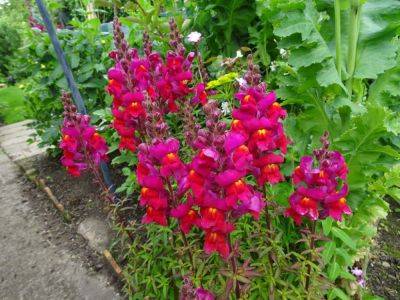 2019 Snapdragons (the year not the number) - gardenerstips.co.uk