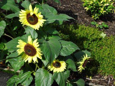 Lemon Sunflowers - gardenerstips.co.uk