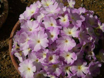Primula Allionii & Denticulata - gardenerstips.co.uk