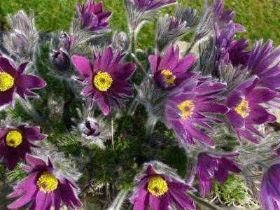 Special Seed Sowing Survey - gardenerstips.co.uk