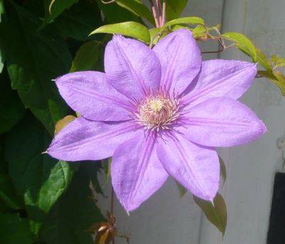 Tips for Growing Clematis all Year Around - gardenerstips.co.uk - state Montana