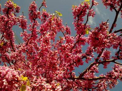 Judas Tree – Root and Branch Review - gardenerstips.co.uk - Japan