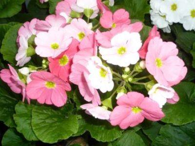 Indoor Primula Obconica Tips - gardenerstips.co.uk - China