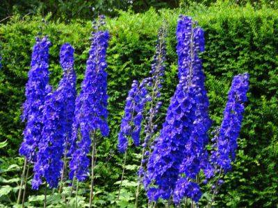 Delphiniums Plural - gardenerstips.co.uk - Britain