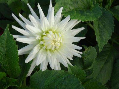 How a dark background can show white flowers at their best - gardenerstips.co.uk