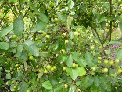 Crab Apples to make Your Knees Go To Jelly - gardenerstips.co.uk - Japan