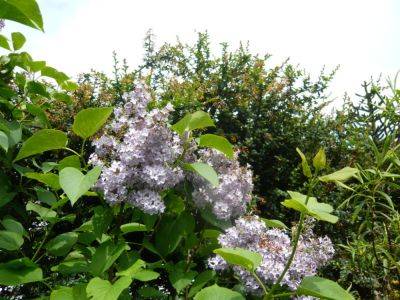 Having a Good Lilac Season 2020 - gardenerstips.co.uk - Poland