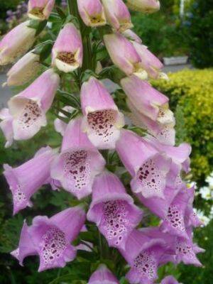 Grow the Best Foxgloves - gardenerstips.co.uk