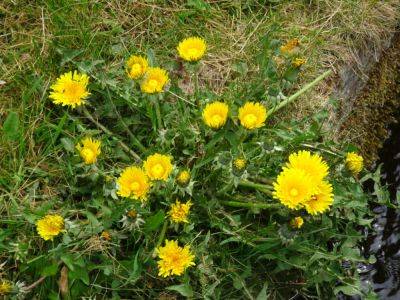 Why are Everyone’s Weeds Better than Mine - gardenerstips.co.uk