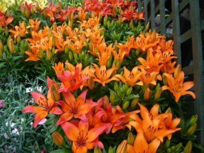 Five Summer Flowering Bulbs for New Gardeners - gardenerstips.co.uk
