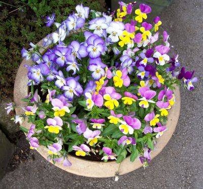 Outdoor Pots and Wotnot - gardenerstips.co.uk