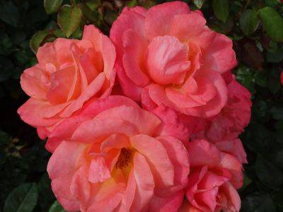 January Rose Pruning - gardenerstips.co.uk