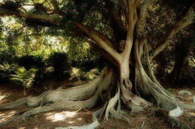 Trees Near Buildings - gardenerstips.co.uk - Britain