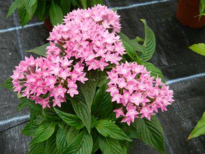 Pentas – Urge to Grow Five Annuals - gardenerstips.co.uk