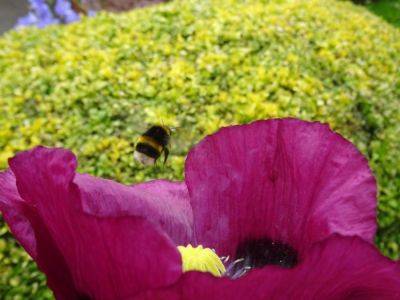 Flower Loving Insects – Insect Loving Flowers - gardenerstips.co.uk