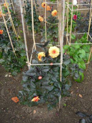 Canes for Support in Gardens - gardenerstips.co.uk - county Garden