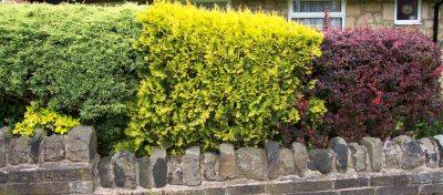 New and Urban Hedge Rows - gardenerstips.co.uk